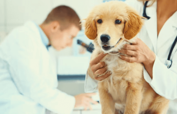Comprehensive Canine Health Assessment Guide