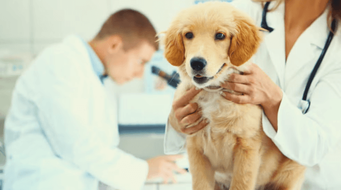Health Assessment Guide